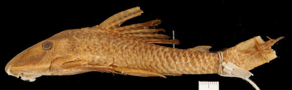 Hypostomus johnii (Steindachner 1877)的圖片