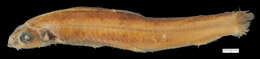 Image of <i>Bathylagichthys kobylianskyi</i>