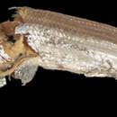 Image of Gill&#39;s sand lance