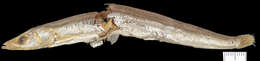 Image of Gill&#39;s sand lance