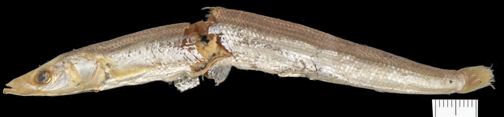 Image of Gill&#39;s sand lance