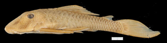 Hypostomus johnii (Steindachner 1877)的圖片