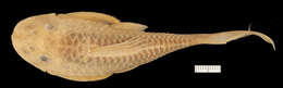 Hypostomus johnii (Steindachner 1877)的圖片