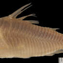 Corydoras eques Steindachner 1876的圖片