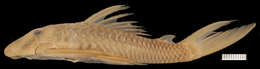 Image of Hypostomus johnii (Steindachner 1877)