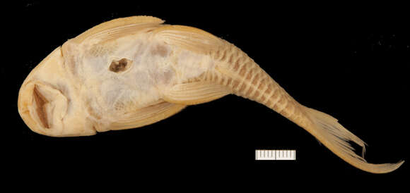 Hypostomus johnii (Steindachner 1877)的圖片