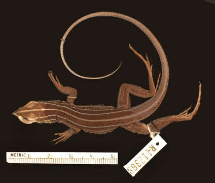 Image of Echternacht's Ameiva