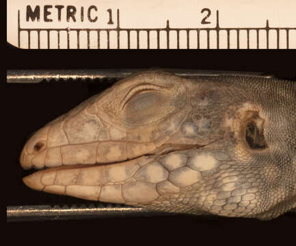 Image of Peru Desert Tegu