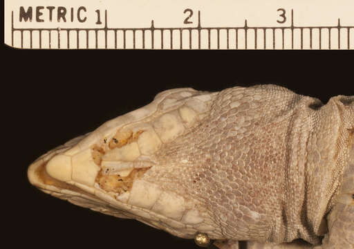 Image of Peru Desert Tegu