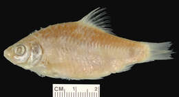 Image of Parrah Barb