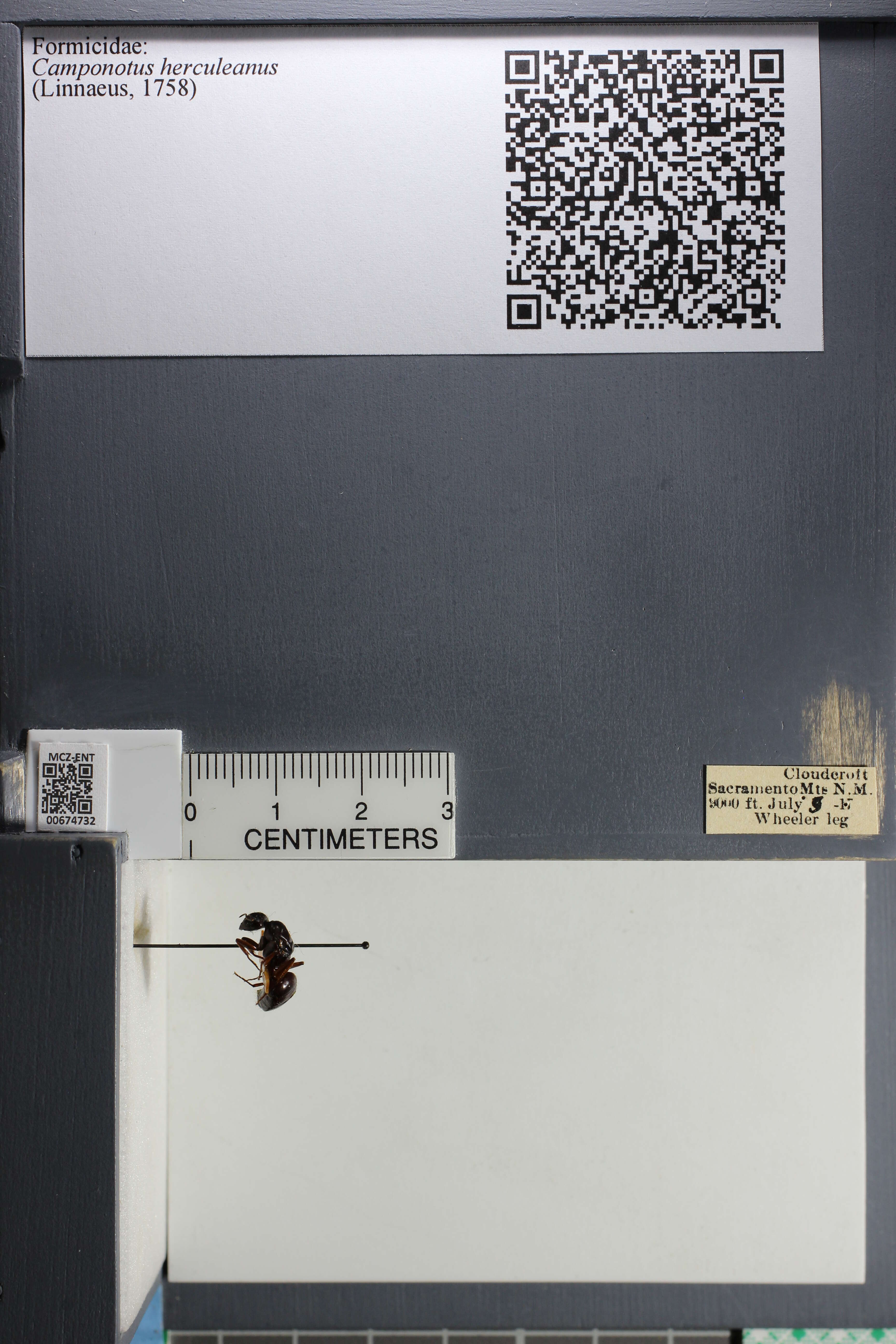 Plancia ëd Camponotus herculeanus (Linnaeus 1758)