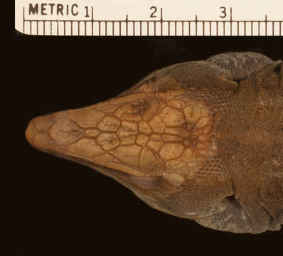 Image of Peters' Ameiva