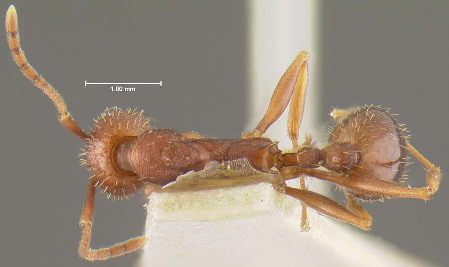 Image of Aphaenogaster miamiana Wheeler 1932