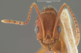 Image of Aphaenogaster miamiana Wheeler 1932