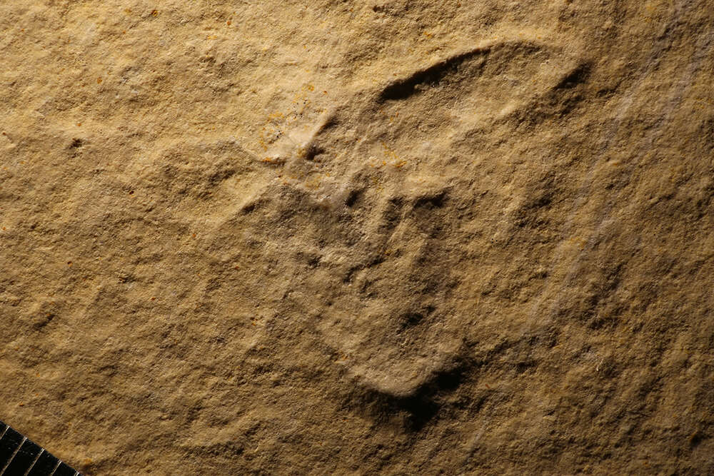 Image of <i>Sphenoptera sphinx</i> (Germar 1842)