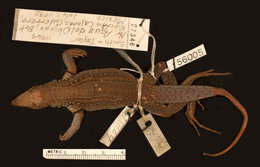 Image of Holcosus undulatus dextrus (Smith & Laufe 1946)
