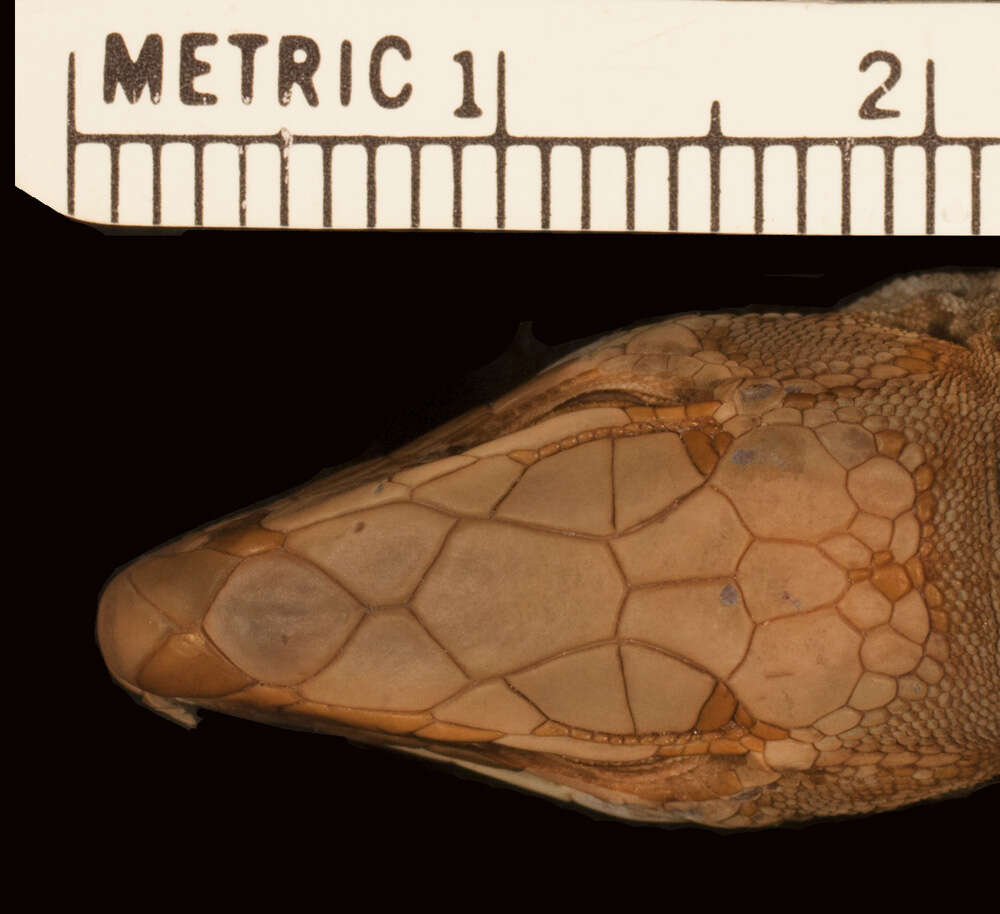 Image of Holcosus undulatus dextrus (Smith & Laufe 1946)