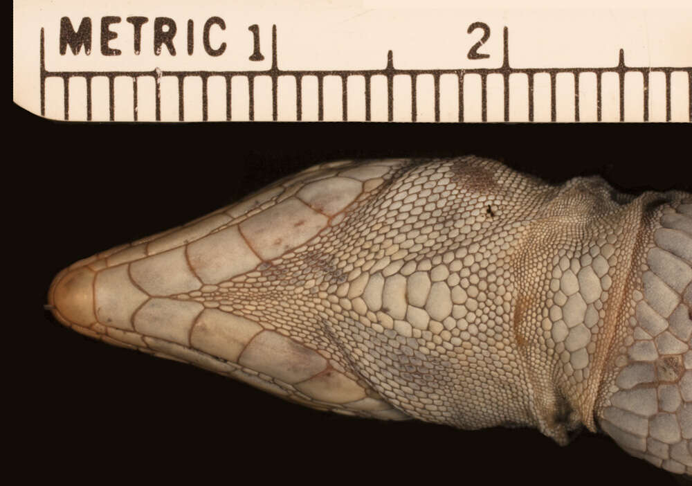 Image of Holcosus undulatus amphigrammus (Smith & Laufe 1945)