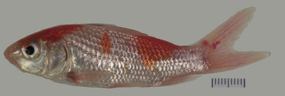 Image of common carp, carp