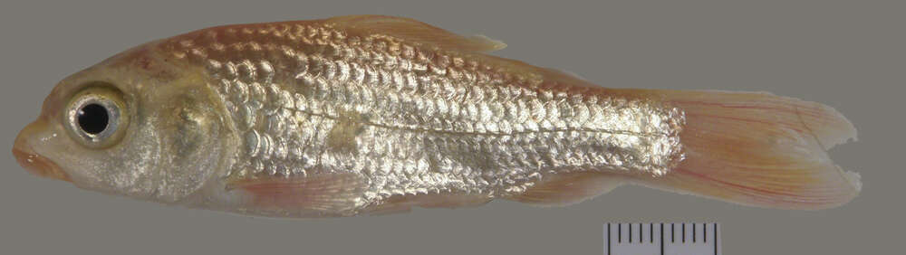 Image of common carp, carp