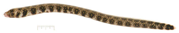 Image of Snowflake moray