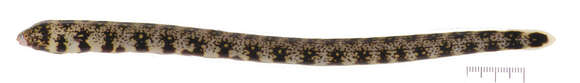 Image of Snowflake moray