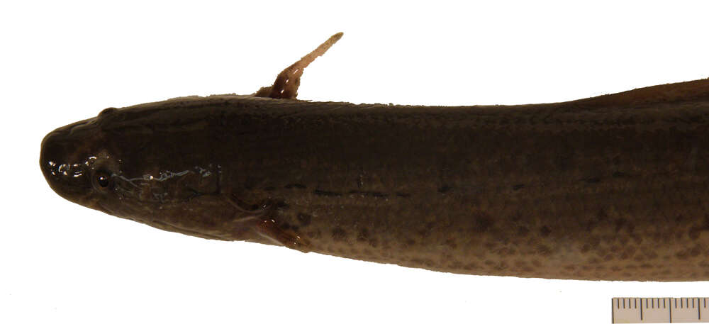 Слика од Protopterus annectens (Owen 1839)