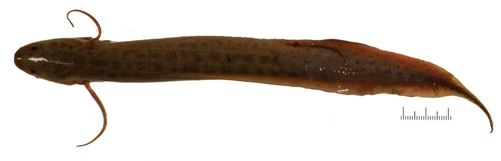 Image of African Lungfish