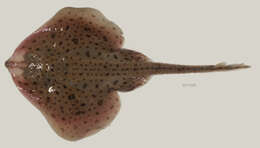 Image of Little Skate