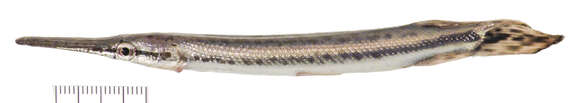 Image of Spotted gar