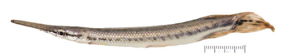 Image of Spotted gar