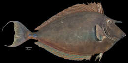 Image of Bluespine Unicornfish