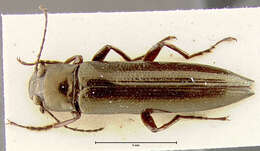 Image of Acropteron langurioides Champion 1886