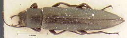 Image of Acropteron puncticolle Champion 1886