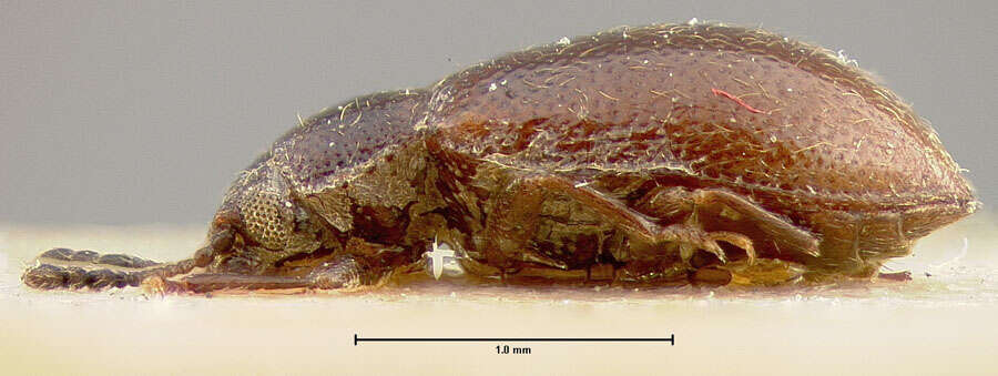 Image of Paratenetus nigricornis Champion 1893