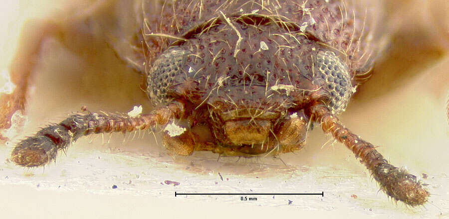 Image of Paratenetus constrictus Champion 1893