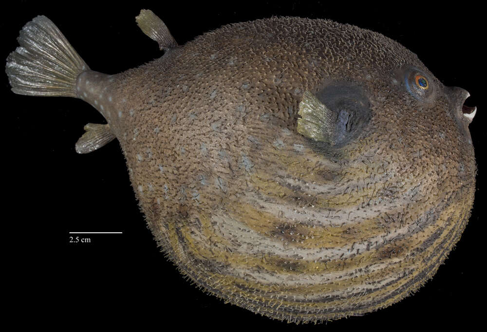 Image of Broadbarred Toadfish