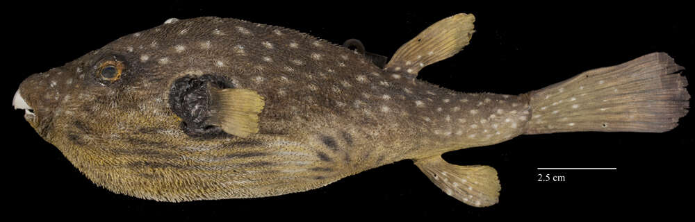 Image of Broadbarred Toadfish