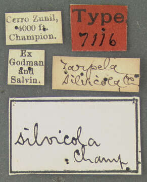 Image of Tarpela silvicola Champion 1887