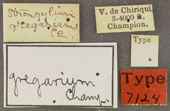 Image of Strongylium gregarium Champion 1888