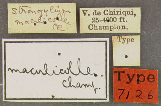 Image of Strongylium maculicolle Champion 1887