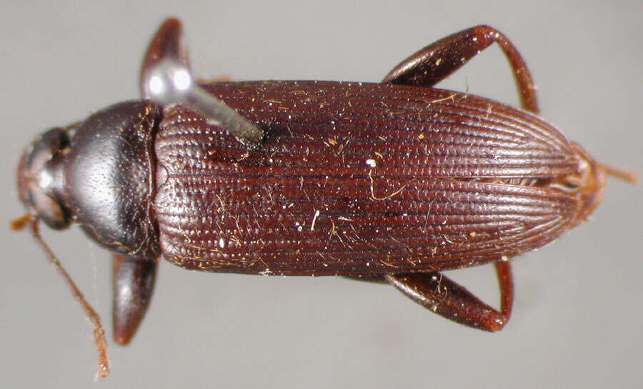 Image of Lobopoda (Mesolobopoda) socia (Le Conte 1854)