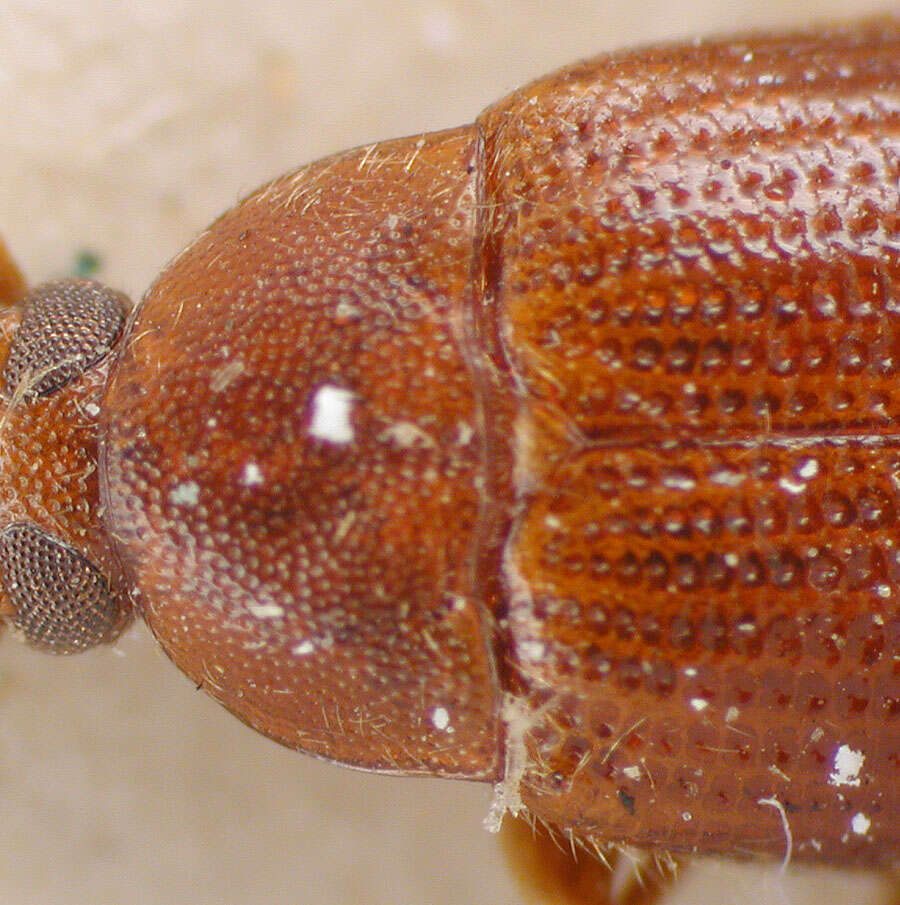 Imagem de Hymenorus guatemalensis Champion 1888