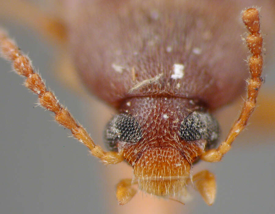 Image of Hymenorus americanus Champion 1888