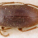 Image de Hymenorus emmenastoides Champion 1888