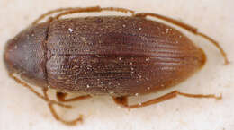 Image of Hymenorus emmenastoides Champion 1888