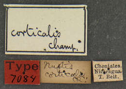 Image of Nuptis corticalis Champion 1885