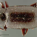 Image of Isicerdes vicinus Champion 1892