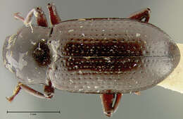 Image of Isicerdes vicinus Champion 1892