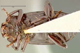 Image of Isicerdes vicinus Champion 1892